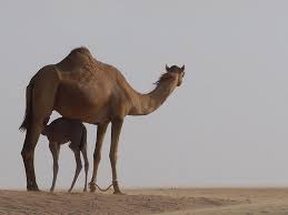 Camels are animals well known for their distinctive humps. Camel Pictures And Facts Arabian Camels Page 3
