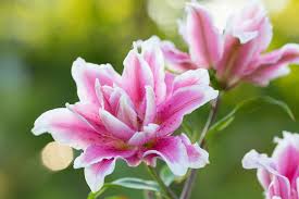 Know the names of 17 best flowering succulents that you can grow indoors and outdoors for their intriguing texture, foliage, and flowers. Flowers And Bulbs You Can Plant In February Trendspot Inc