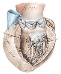 Hjertet har en naturlig pacemaker, sinusknuten, som styrer den elektriske aktiviteten i hjertet. Hjerteklaff Feil Nettdoktor