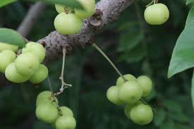 Image result for Phyllanthus acidus
