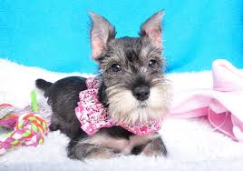 I have now added full champions to my breeding program. Miniature Schnauzer Breed Summary Shake A Paw Shake A Paw New Jersey S Puppy Superstore