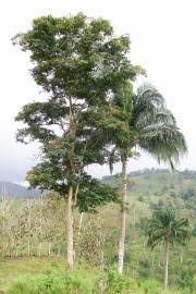 Image result for Pterocarpus megalocarpus