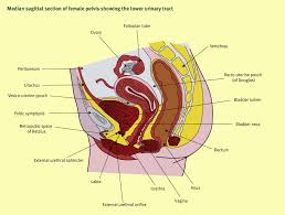 We did not find results for: Anatomy Of The Lower Urinary Tract Sciencedirect