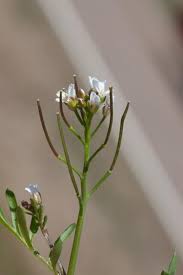 Image result for Nasturtium officinale