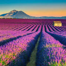 Szybka, łatwa i lokalna sprzedaż rzeczy z drugiej ręki. Prowansja Pachnaca Lawenda