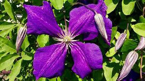 Purple leaves, stems, flowers and showy seed pods! Free Images Nature Blossom Open Vine Leaf Petal Bloom Floral Decoration Spring Green Tropical Color Natural Botany Garden Flora Botanical Wildflower Pods Petals Bright Seasonal Growing Four Clematis Bud Purple Flower