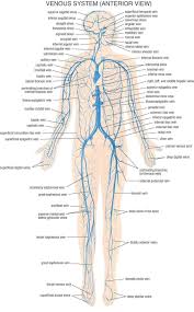 Deep veins, located in the center of the leg near the leg bones, are enclosed by muscle. Labeled Picture Of The Nervous System Labeled Nervous System Labeled Diagram Nervous System Human Diagram Koibana Info Nervous System Anatomy Medical Anatomy Human Body Anatomy
