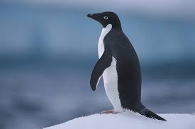 First attested in the 16th century in reference to the auk of the northern hemisphere; 2021 World Penguin Day Star Of Antarctica Cgtn