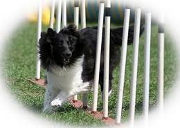 Minnesota, mn teacup breeders and rescue organizations. Kedios Shelties Breeder Of Quality Shetland Sheepdogs In Suburban Minneapolis St Paul Mn