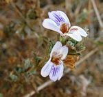 Image result for Duosperma quadrangulare