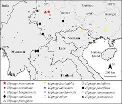 Image result for Flabellariopsis acuminata