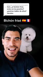 Diferencia Entre Bichon Frisé Y Poodle