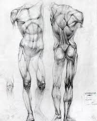 Explore the anatomy systems of the human body! Structure Academic Drawing Anatomy Anatomy Sketches Anatomy Drawing Human Anatomy Drawing
