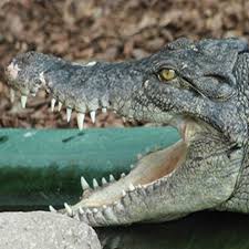 Can You Really Escape An Alligator If You Run In A Zigzag? | Howstuffworks
