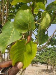Image result for Ficus ingens