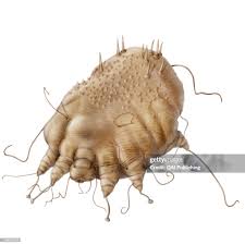 Image result for Sarcoptes scabiei