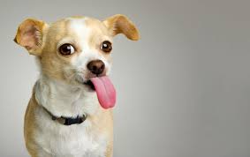 Why Does My Dog Lick My Face The Reasons Behind Dog Kisses Furbo Dog Camera Uk