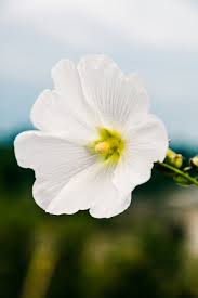 These flower photography tips are useful for beginners and professional photographers who want to add to their it will work great if the flower is white or another light color and the background is dark. 12 Tips For Taking Flower Photos With Your Smartphone