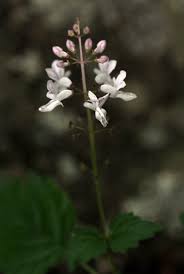 Image result for Plectranthus swynnertonii