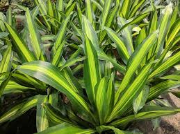Image result for Dracaena fragrans