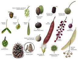 Quercus imbricaria (shingle oak) 2. Types Of Seeds Tree Identification Types Of Seeds Tree Id