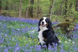 Best Plants For A Wooded Shade Garden Mountain Dogs Bernese Mountain Dog Names Dog Names