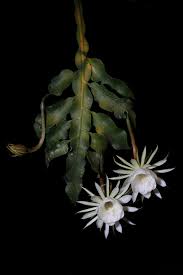 Image result for Oxypetalum