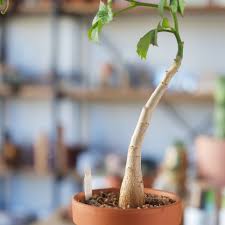 Image result for Cyphostemma zombense