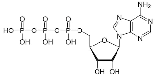 The reverse reaction combines adp + p i to regenerate atp from adp. Adenosine Triphosphate Atp Definition Structure And Function