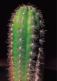 Another medicinal use of san pedro cactus is due to its diuretic properties, which allows the elimination of liquids and the cleansing. Trichocereus The Most Important Genera And Species From A To Z The Encyclopedia Of Psychoactive Plants Ethnopharmacology And Its Applications