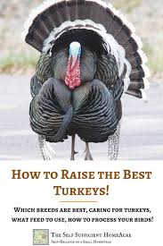 To verify this answer enter the question: How To Raise The Best Turkeys The Self Sufficient Homeacre