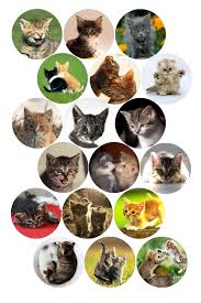 Kittens Bottle Cap Image Pack Formatted For Printing On 4 X 6 Photo Paper Desenler Kedi Resim