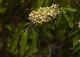 Image result for Psydrax livida