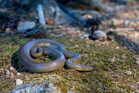 Black And White Snake Northern California Chris The Photog Semi Annual Migration Or Snake In The Road Snake Reptiles And Amphibians Mendocino County