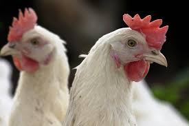 All structured data from the file and property namespaces is available under the creative commons cc0 license; Aviaer Influensa Ai