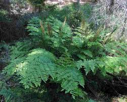 Image result for Osmunda regalis