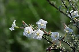 Image result for Sesamothamnus lugardii