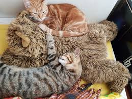 annemle uyumayi seviyorum yavru kediler kedi