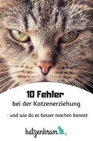 die 10 schlimmsten fehler bei der katzenerziehung und wie du es besser machen kannst katzen erziehen katzen erziehung