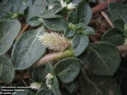 Image result for Alternanthera caracasana
