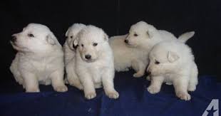 White Long Haired German Shepherd Puppies 4 Weeks Old German Shepherd Puppies German Shepard Puppies White German Shepherd