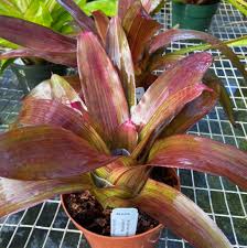 Image result for Nolletia arenosa