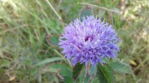 Image result for Vernonia anthelmintica