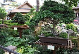 Bonsai can be grown with a number of different plants and trees. Garten Bonsai Baum Pflanzen Pflegen Garten Hausxxl Garten Hausxxl