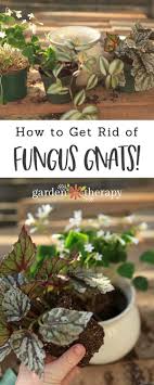 Sprinkle some cinnamon on the soil and on the plant if it's on it. Prevent And Get Rid Of Annoying Fungus Gnats Naturally Garden Therapy