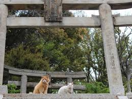 男木島貓島｜Trip.com 香川縣