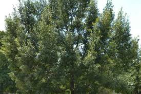 Image result for Quercus acutissima