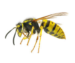 Discover how we can help remove pests. Federal Way Wa Aaa Pest Control Services