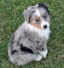 Black And White Spotted Shepherd Dog Australian Shepherd Puppy If He Was Mine His Name Would Be Sergio Puppies Aussie Puppies Shepherd Puppies
