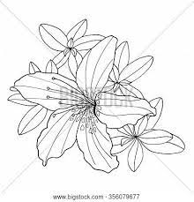 Rhododendron coloring page pages template. Outline Decorative Vector Photo Free Trial Bigstock